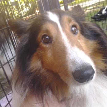 Annual Norfolk SPCA Dog Walk - Kyle isn't sure what to think - Local Flavor Near Me - Norfolk, Virginia Annual Norfolk SPCA Dog Walk - Kyle isn't sure what to think - Local Flavor Near Me - Norfolk, Virginia