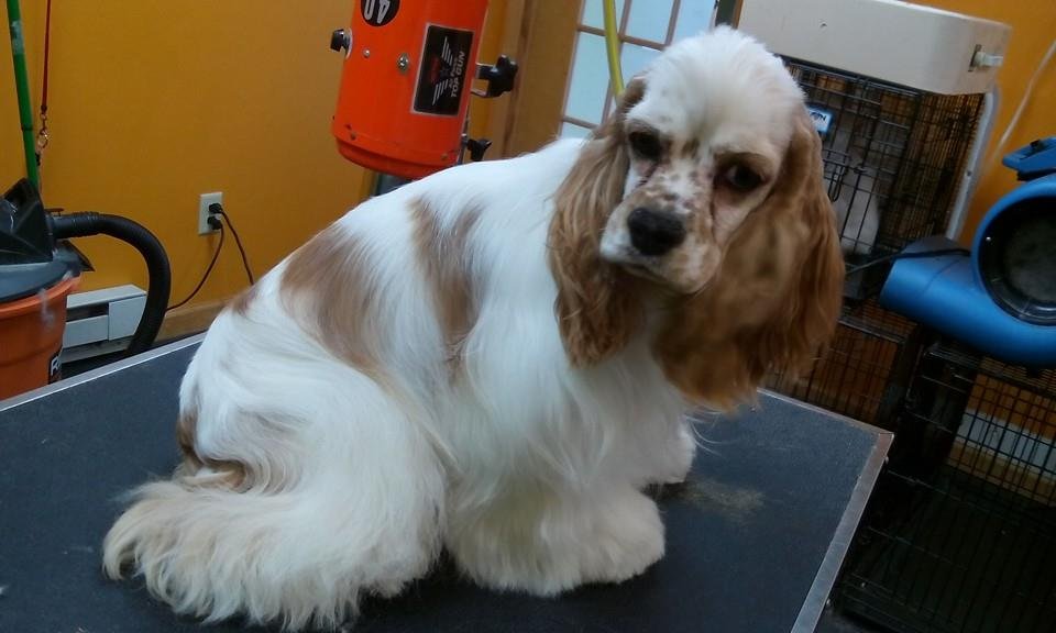 PAWS FOR EFFECT GROOMING 11 Photos Beloit, Wisconsin Pet Groomers