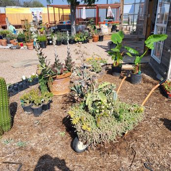 Sedum & Such - Entrance to greenhouse. - Nurseries & Gardening Near Me - San Antonio, Texas