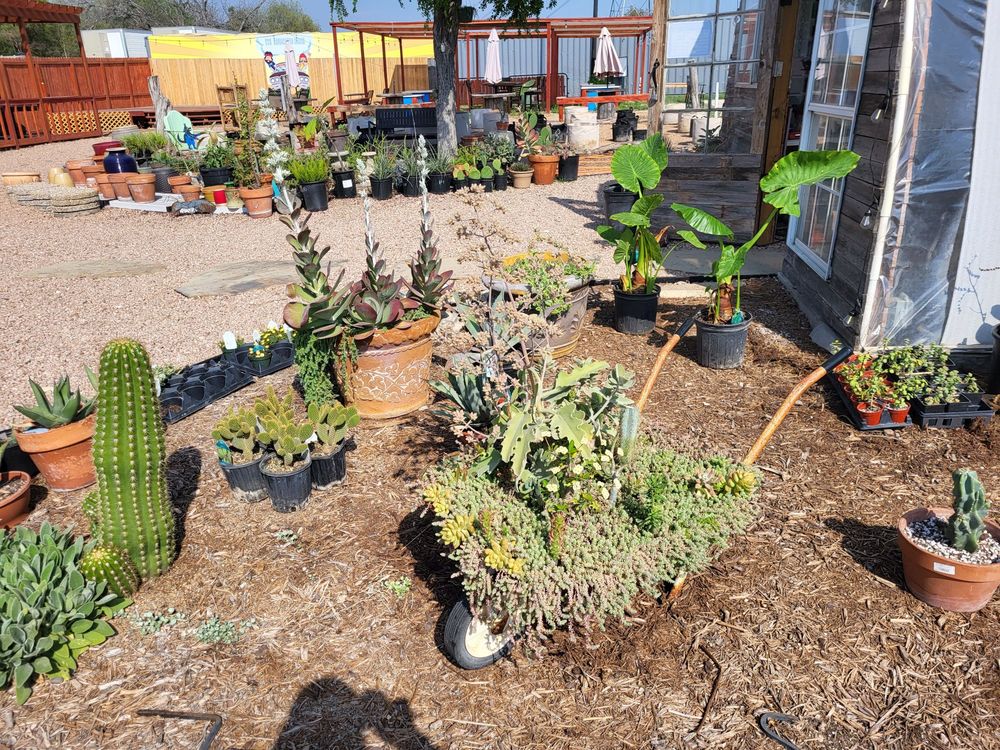 SEDUM & SUCH Updated May 2024 14732 Bulverde Rd, San Antonio, Texas