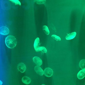 Sea Life - Aquariums Near Me - Orlando, Florida Sea Life - Aquariums Near Me - Orlando, Florida