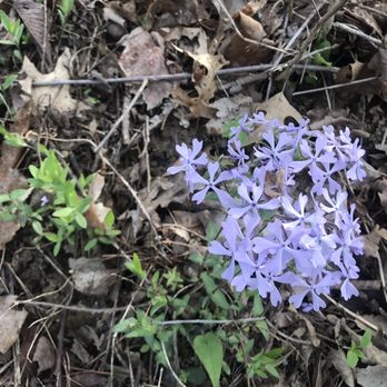 Broad Run Park - Wild phlox growing in Parklands. - Parks Near Me - Louisville, Kentucky Broad Run Park - Wild phlox growing in Parklands. - Parks Near Me - Louisville, Kentucky