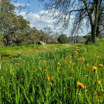 Wildflower Trail - 2.21.16 - Hiking Near Me - Clovis, California Wildflower Trail - 2.21.16 - Hiking Near Me - Clovis, California