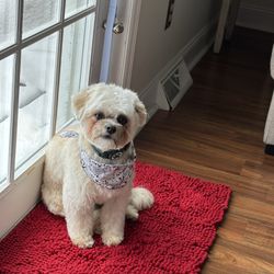 Shampoodle