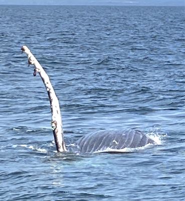Chris' Fishing and Whale Watching by null