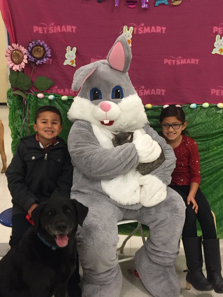 petsmart cone of shame