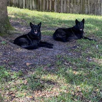 A&E Pet Resort - German Shepherds - Pet Sitting Near Me - New Smyrna Beach, Florida A&E Pet Resort - German Shepherds - Pet Sitting Near Me - New Smyrna Beach, Florida