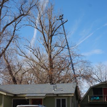 Wilson Tree Works - Tree Services Near Me - Dayton, Nevada Wilson Tree Works - Tree Services Near Me - Dayton, Nevada