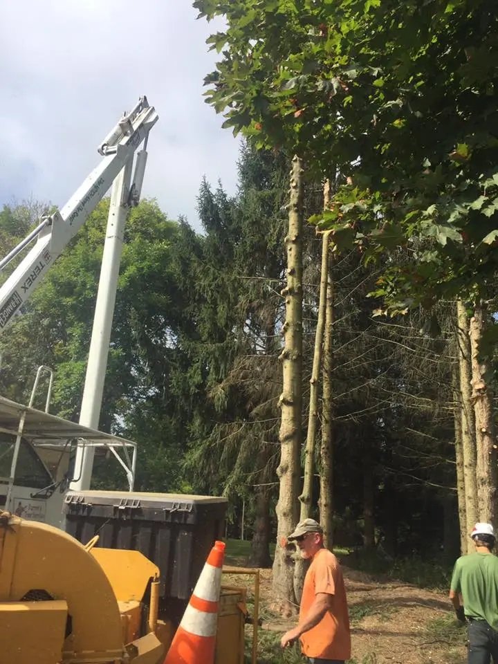 Darren's Tree Service - tree service in Cedarburg, WI
