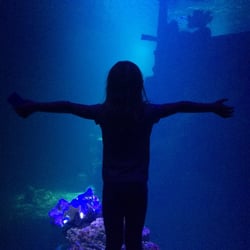Fjärilshuset Haga ocean - Sedan barnsben har jag fascinerats av hajar. Min dotter känner nog likadant..
