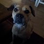 Photo of Doggie Affair