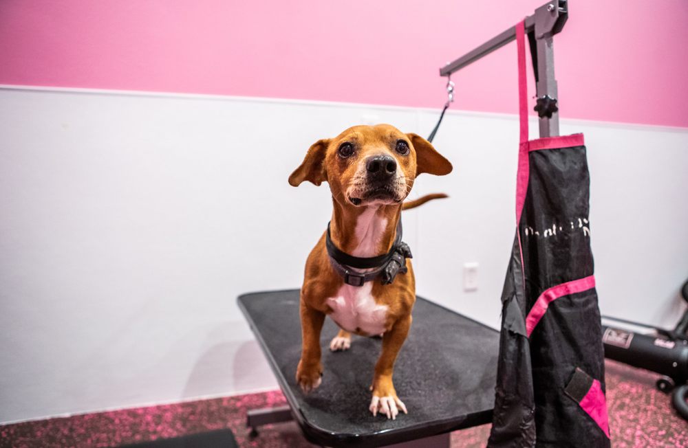 WOOF GANG BAKERY & GROOMING TANGLEWOOD Updated October 2024 39 Photos & 31 Reviews 5885