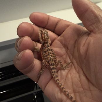 LLLReptile & Supply - Red baby bearded dragon - Pet Stores Near Me - Las Vegas, Nevada