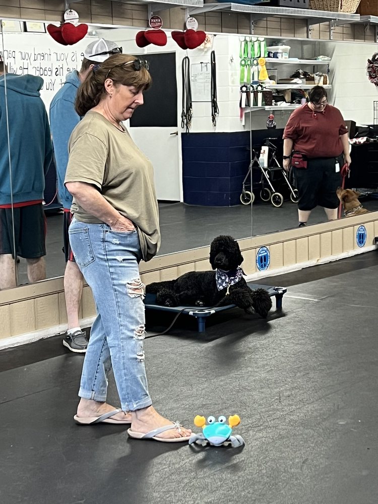 ALPHA DOG K9 TRAINING Updated October 2024 27 Photos 4 Main St