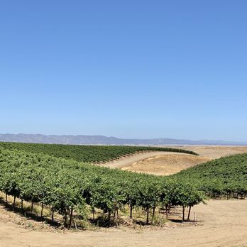 Matchbook Wine Company - 06.20.21 vineyard - Wineries Near Me - Zamora, California Matchbook Wine Company - 06.20.21 vineyard - Wineries Near Me - Zamora, California