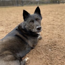 Colonial Park Dog Park