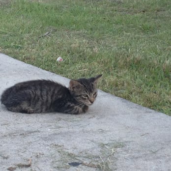 Larry and Penny Thompson Park - one of the many stray kittens at L&P - Campgrounds Near Me - Miami, Florida Larry and Penny Thompson Park - one of the many stray kittens at L&P - Campgrounds Near Me - Miami, Florida