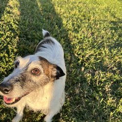 The Dog Shed - Dog Boarding