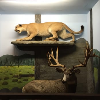 Idyllwild Nature Center - Wildlife display - Hiking Near Me - Idyllwild, California Idyllwild Nature Center - Wildlife display - Hiking Near Me - Idyllwild, California