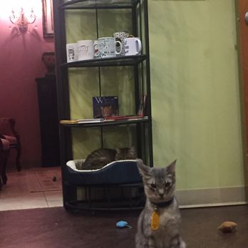 The Charming Cat Corner - Pet Stores Near Me - Lewisville, Texas The Charming Cat Corner - Pet Stores Near Me - Lewisville, Texas