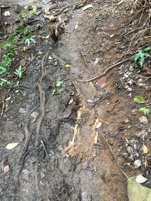 Kuli'ou'ou Valley Trail by null