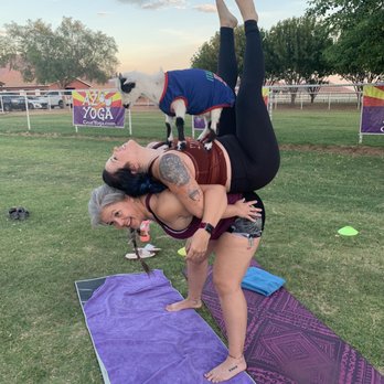Goat Yoga - Yoga Near Me