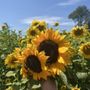 Buttonwood Farm