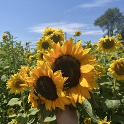 Buttonwood Farm