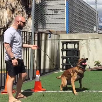 Intellect K9 - Civil Agitation at the kennel with Vice - Pet Training Near Me Intellect K9 - Civil Agitation at the kennel with Vice - Pet Training Near Me