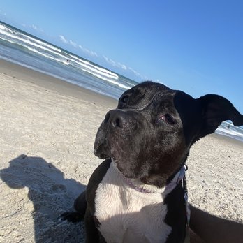Canova Dog Beach - Love this beach - Dog Parks Near Me - Indialantic, Florida