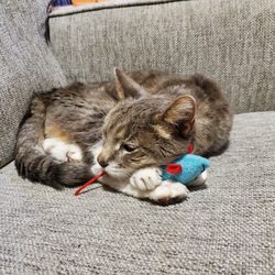 Dr 4 Pets - Tabs using her favorite toy mouse as a pillow