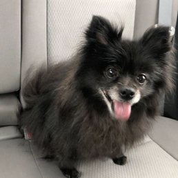 Right after my Pom's bath appointment