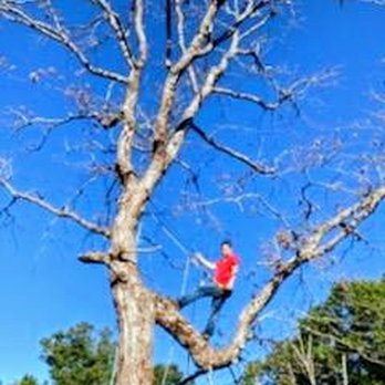 Immediate Tree Services - Tree Services Near Me - Galena, Missouri