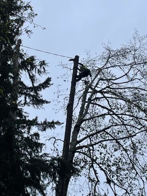 Tree Bargain Service