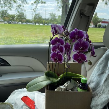Orchids By Hausermann - My orchid - Nurseries & Gardening Near Me - Villa Park, Illinois