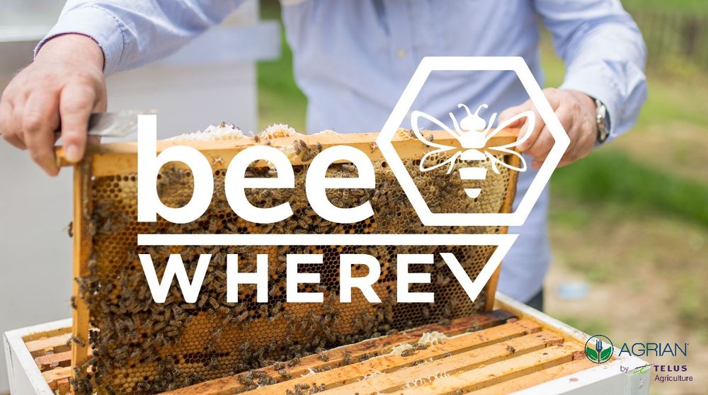 BeeWhere Apiary - veterans service organization in Redwood City, CA