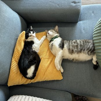 HUNTER’S KITTEN LOUNGE - Updated August 2025 - 70 Photos & 11 Reviews