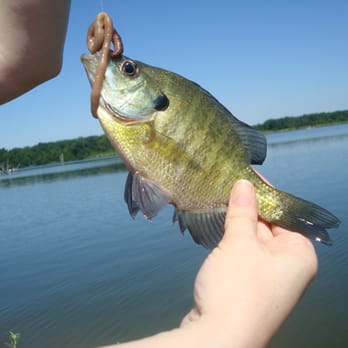 Shabbona Lake State Park - 2nd catch of the day - 7.4.11 - Parks Near Me - Shabbona, Illinois Shabbona Lake State Park - 2nd catch of the day - 7.4.11 - Parks Near Me - Shabbona, Illinois