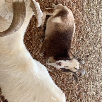 Florida State Fairgrounds  - Friendly GOAT - Festivals Near Me - Tampa, Florida