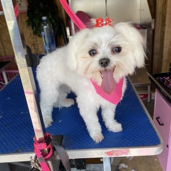 Couture Pet Grooming - Pet Groomers Near Me - Lake Elsinore, California Couture Pet Grooming - Pet Groomers Near Me - Lake Elsinore, California