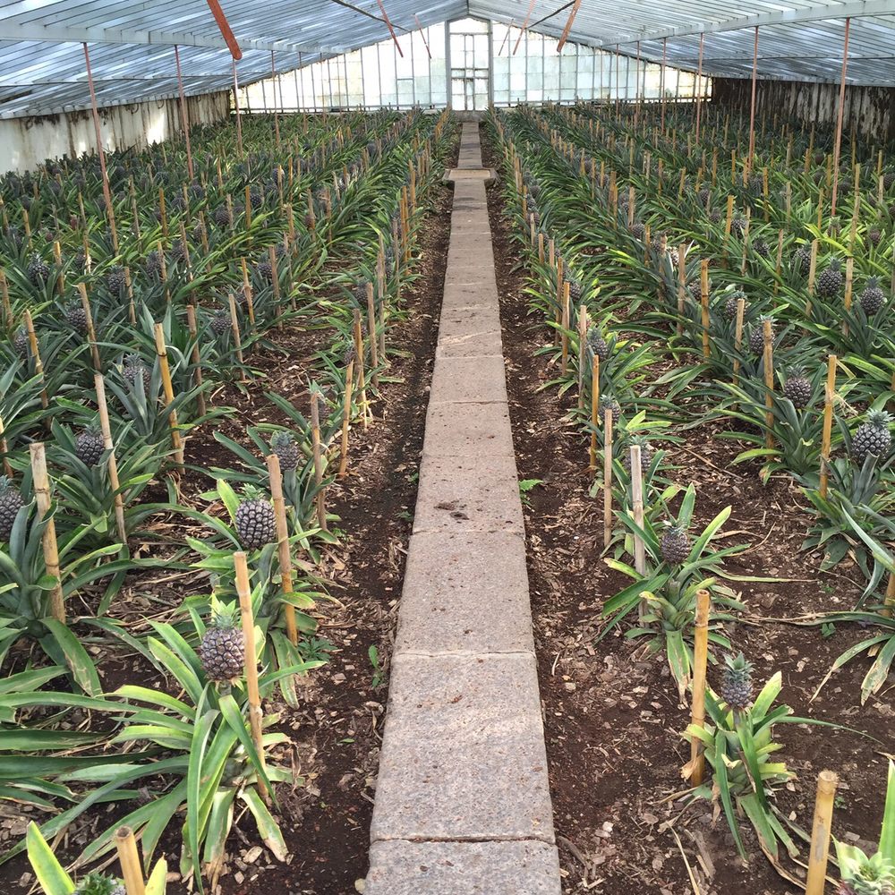 Arruda Pineapple Plantation - Fruits & Veggies Near Me - Ponta Delgada, 20