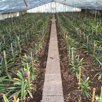 Arruda Pineapple Plantation - Fruits & Veggies Near Me - Ponta Delgada, 20