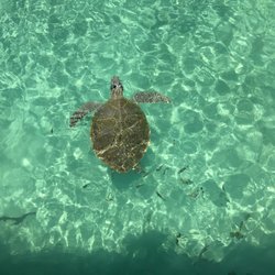 Tortuganja / Turtle Farm