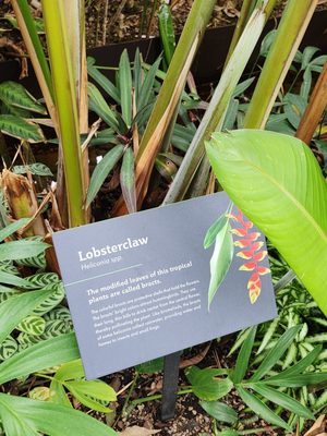 Myriad Botanical Gardens by null