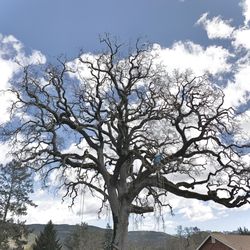Mady's Tree Care - Big oak very nice and very beautiful.