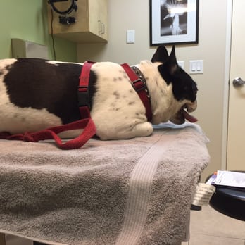 Eye Care for Animals - Upland - Veterinarians Near Me - Upland, California Eye Care for Animals - Upland - Veterinarians Near Me - Upland, California