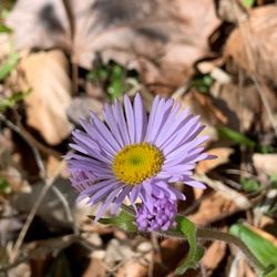 Mayo River State Park - Wild Flower - Mayo River State Park