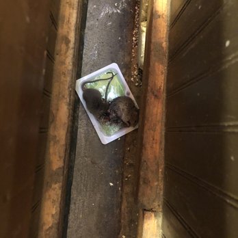 Logan's Roadhouse - 2 mice and filth. - Steakhouses Near Me - Redding, California