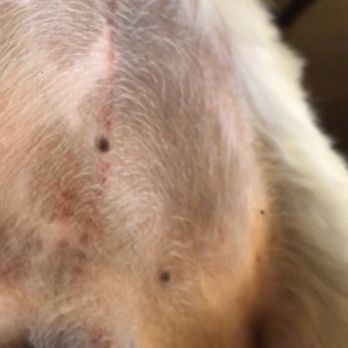 Magic Groomer - Pet Sitting Near Me - Arcadia, California