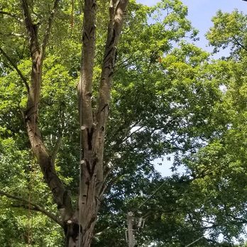 Pioneer Enterprises - Tree removal - Tree Services Near Me - Hampton, Virginia Pioneer Enterprises - Tree removal - Tree Services Near Me - Hampton, Virginia